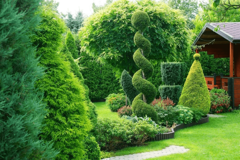 Декоративные деревья и кустарники фото